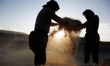 Yemeni farmers separating grain from chaff