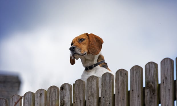 A dog watches over a fence in Rhayader, Wales