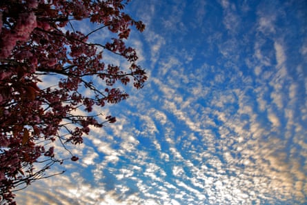 Altocumulus clouds.
