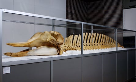The skeleton of the Thames whale on display at the Guardian.