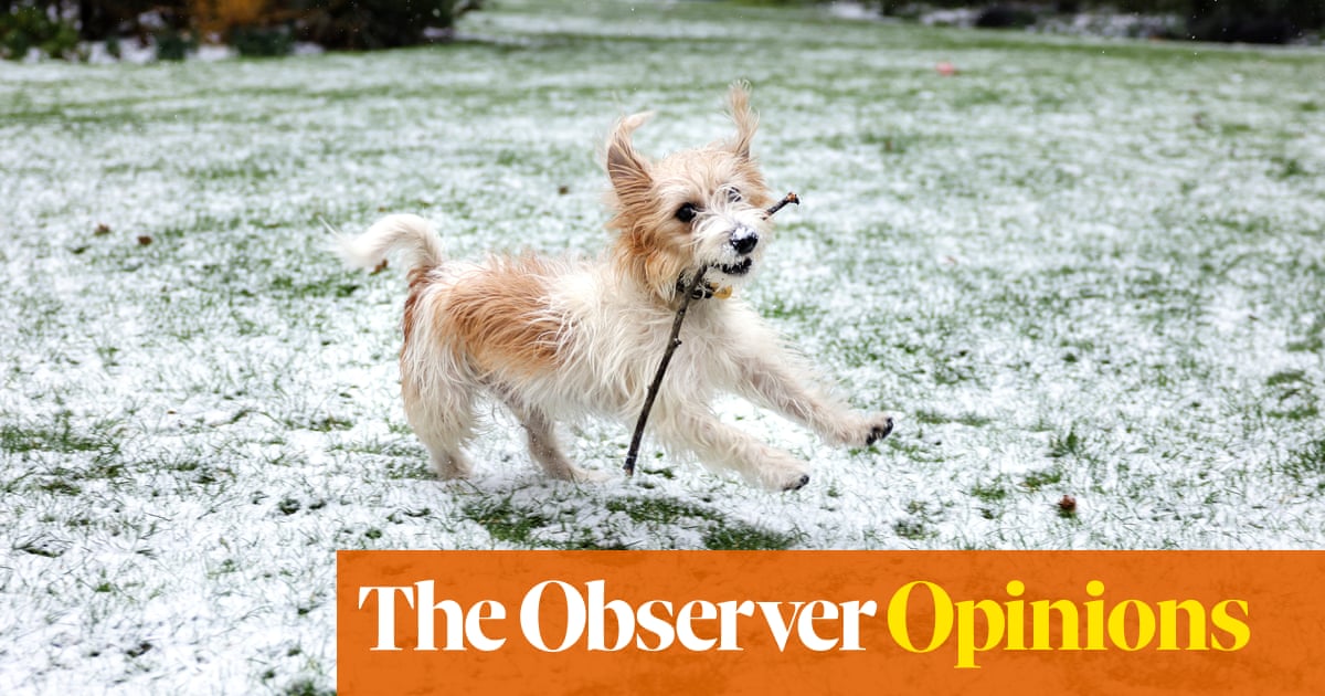 Vanity, thy name is Dilyn – yet still we lap up the PM’s cheery brand of puppy propaganda | Catherine Bennett