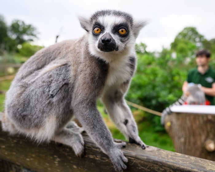 Primates with longer thumbs tend to have bigger brains, research finds