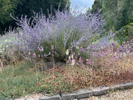 Russian sage, majestic in size and presence