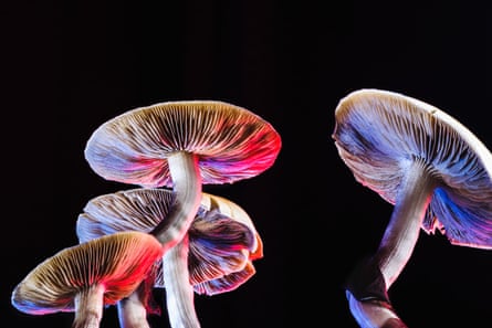 The Mexican magic mushroom is a psilocybe cubensis, whose main active elements are psilocybin and psilocin - Mexican Psilocybe Cubensis. An adult mushroom raining sporesThe Mexican magic mushroom is a psilocybe cubensis, a specie of psychedelic mushroom whose main active elements are psilocybin and psilocin - Mexican Psilocybe Cubensis. An adult mushroom raining spores. red and blue color. horizontal orientation