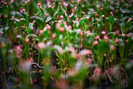 Pink pea shoots growing amid green leaves in an indoor vertical farm