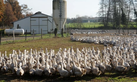 Ducks on a farm in France.