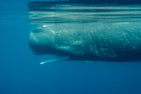 Placid by nature, sperm whales have no predators, apart from killer whales – and human beings.