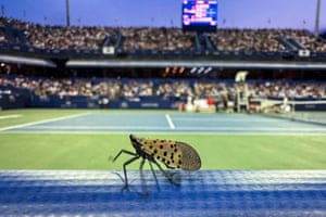 A spotted lantern fly, an invasive insect from China that is spreading across the Northeastern United States, walks across a banister during a semifinal tennis match at the Mubadala Citi DC Open at the William H.G. FitzGerald Tennis Center in Washington, DC, US