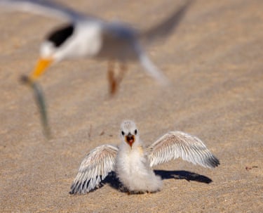 Endangered fairy tern chick and mother
