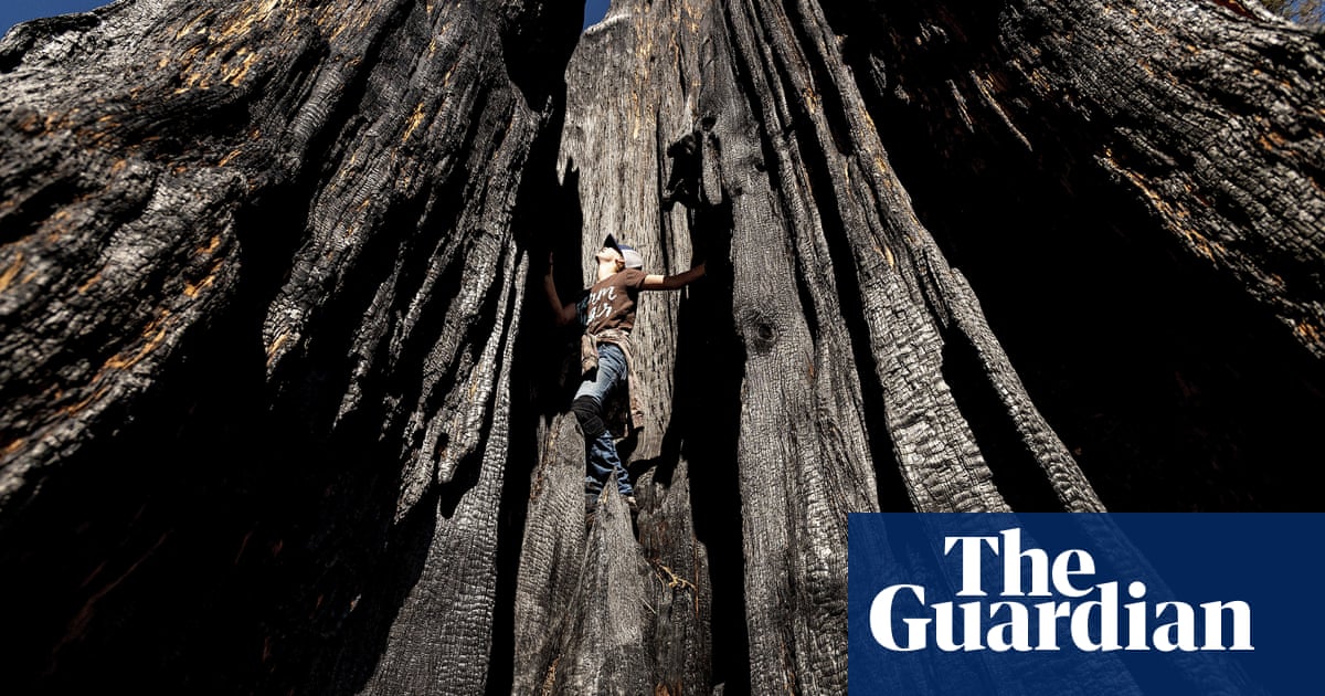 ‘It could be a big tree in 1,000 years’: tiny seedlings of giant sequoias rise from ashes of wildfire