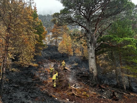 Scorched forest in the Cairngorms after wildfire at weekend