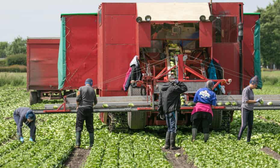 A group of workers in a field picking lettuce and putting them on the conveyor belt of a machine
