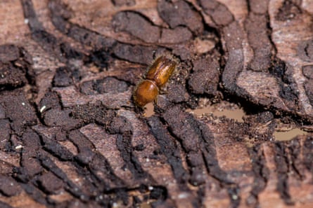 A very small brown beetle on the bark of a tree