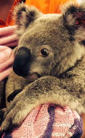 Napoleon, Christodoulou's first rescue koala.
