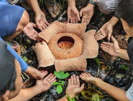 Hands of Sumatran local people are shown surrounding a light brown-coloured Rafflesia, the size of a large serving bowl.