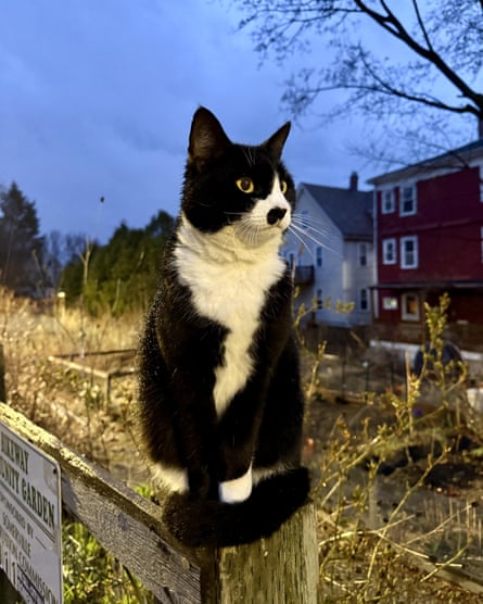 Berry - a black and white cat