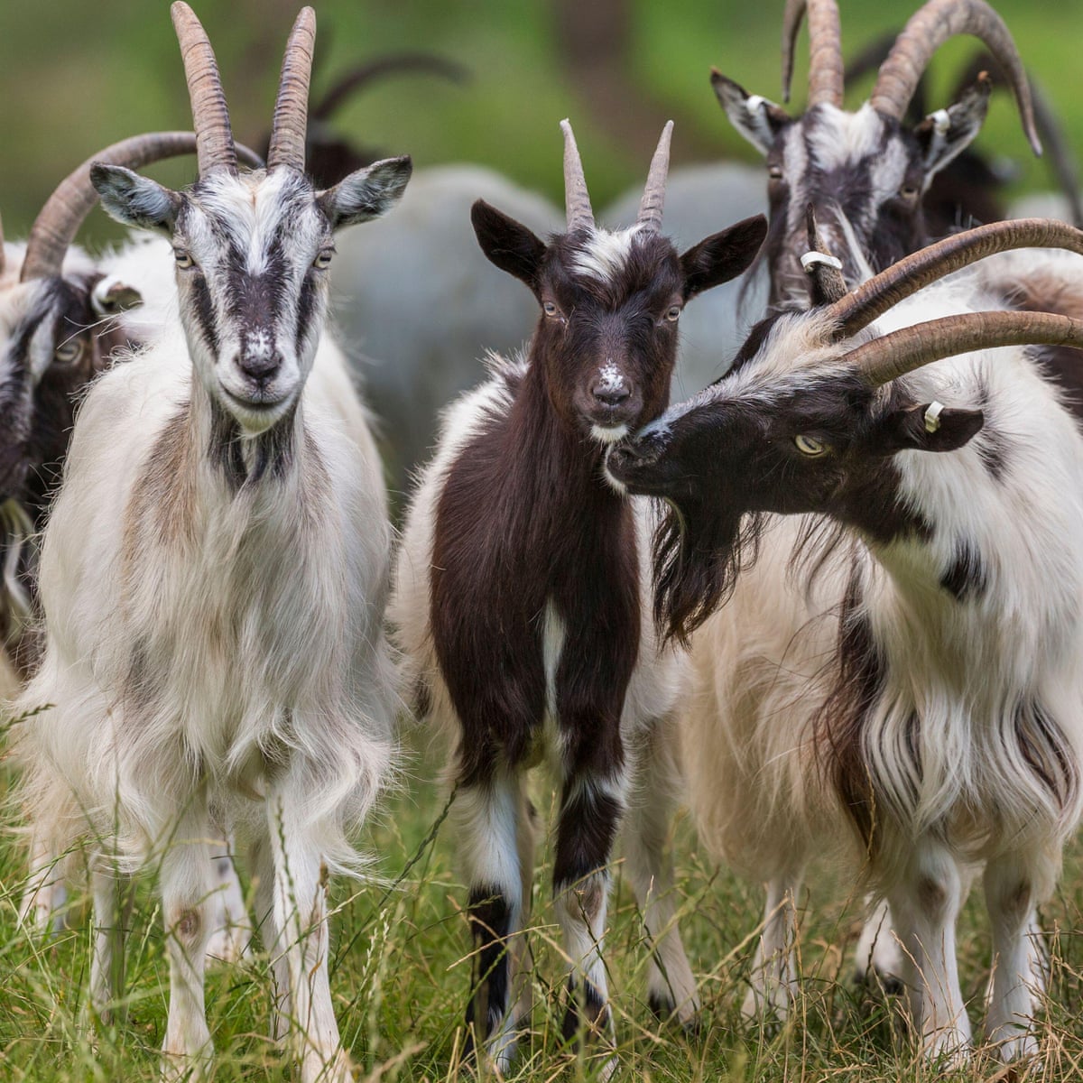 Irish Goat Female irish-goat-female