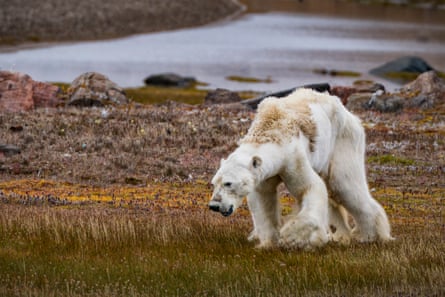 A thin, starving polar bear with patchy fur in the Canadian Arctic