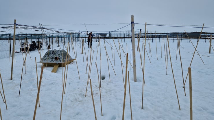 Se colocan cuerdas y palos de bambú en los recintos de la estación de cría en cautiverio de NINA para disuadir a las águilas reales que se alimentan de los zorros. Fotografía: Folleto