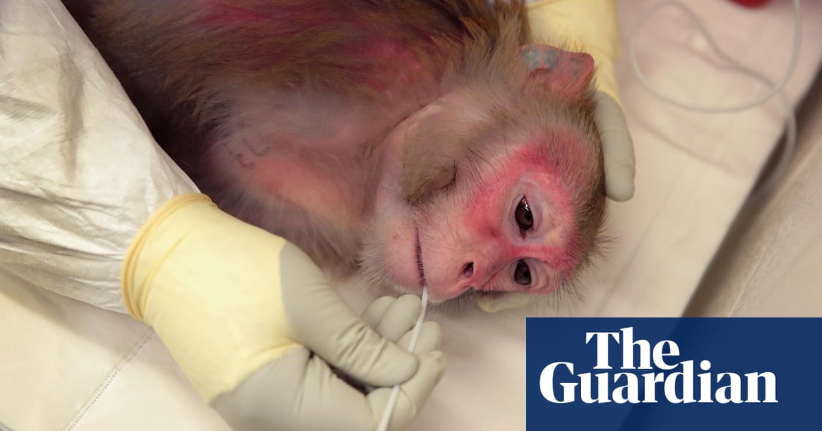 Primate Research Is Crucial If We Are To Find Cures For Diseases Like Parkinson S Letters The Guardian Primate Research Is Crucial If We Are To Find Cures For Diseases Like Parkinson S Letters The Guardian