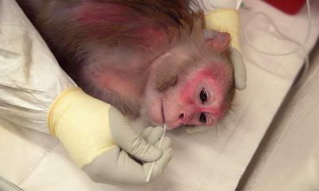 Saliva is taken from a pregnant rhesus macaque monkey infected with Zika at the Wisconsin National Primate Research Center in the US.