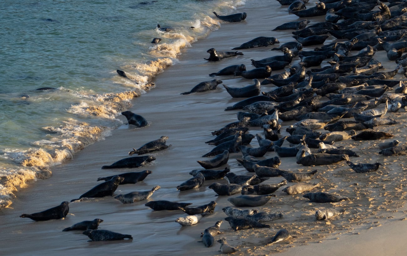 Grey and common seals seen in Mingulay bay.