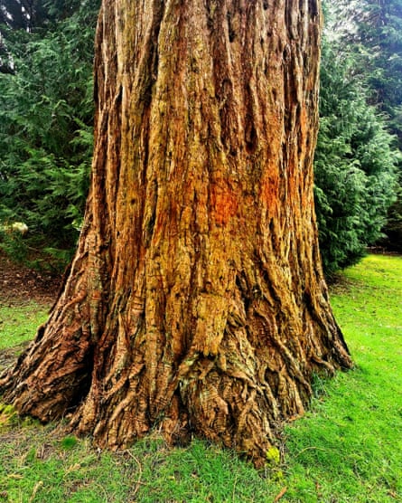 A giant redwood, or sequoia, in Crichton Campus in Dumfries, Scotland.