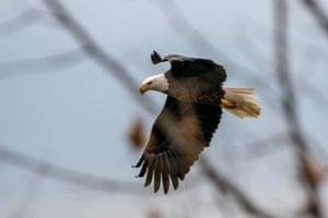 An American bald eagle is seen hunting at the Fernald Nature Preserve in Ross, Ohio, US