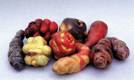 A selection of native potato varieties including the cuchipa acan, alq’a piña, puka piña, conejito, condor huarmi, lleque and chiquibonita.