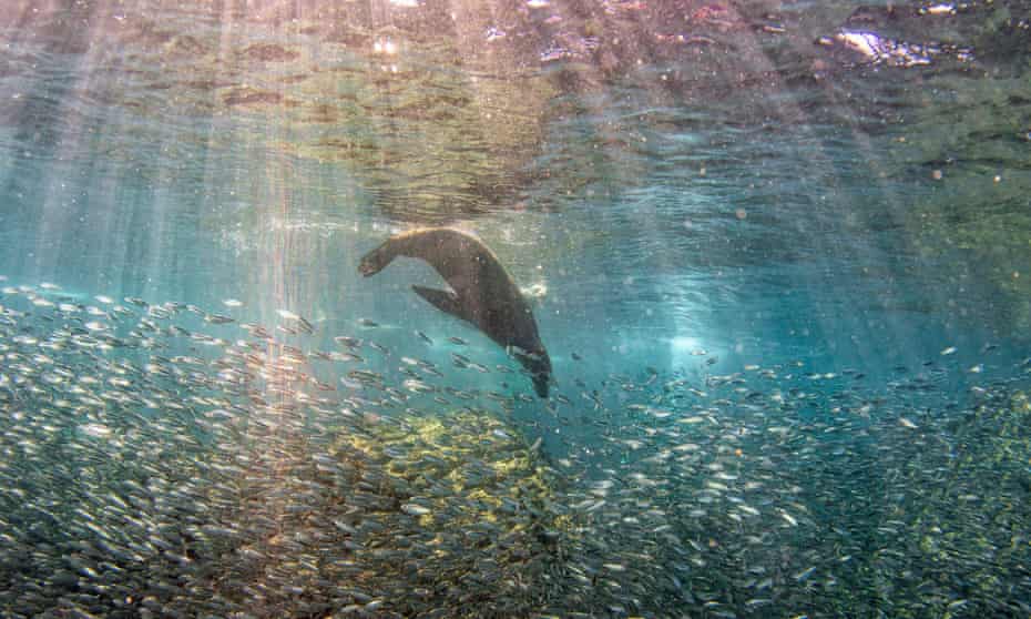 A sea lion hunting sardines in the Galápagos. As industrial fishing has increased off the archipelago, 14 species have become more endangered. 
