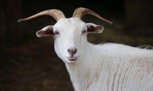 Cashmere goat