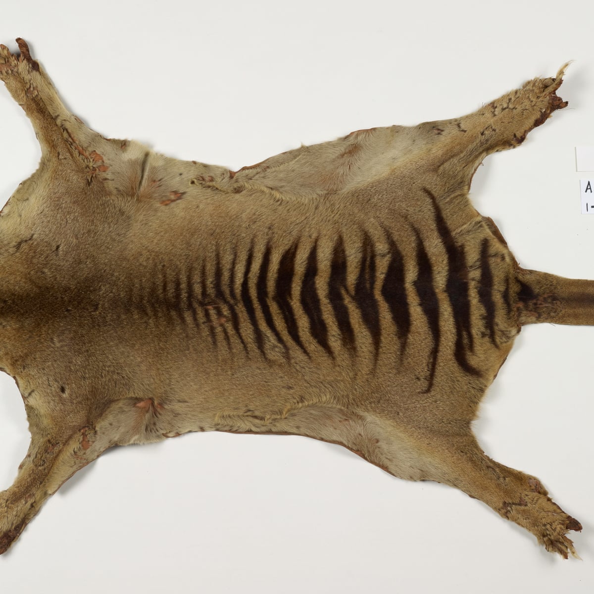 Thylacine Tasmanian Tiger