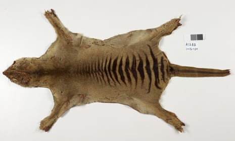 Thylacine pelt