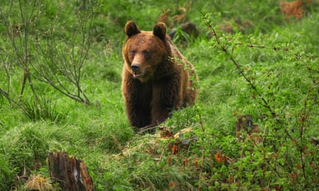 A Eurasian brown bear in the Carpathians.