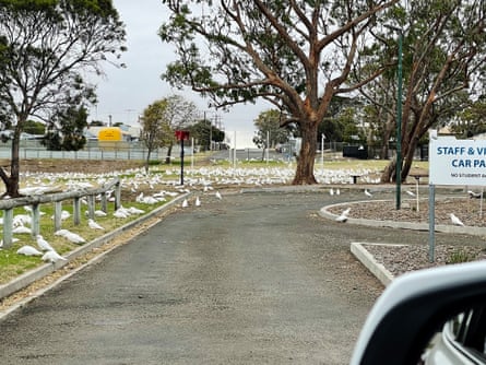 A huge flock of the birds