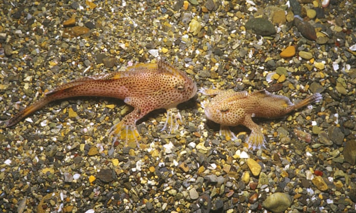 Csiro Breeds Spotted Handfish To Save Species From Extinction