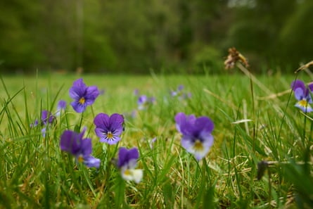 Close-up of small purple flowers in grass