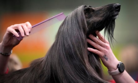 dog getting combed