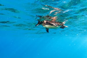 A Galapagos penguin at the Sombrero Chino dive site. The existing Galapagos marine reserve, a Unesco world heritage site created in 1998, is ‘one of the best examples of ocean protection in action. But it is still an exception in a world where only three percent of the ocean is currently fully or highly protected,’ Ruth Ramos of Greenpeace said.