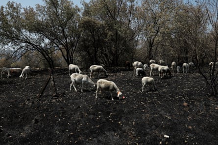 Sheep in a scorched field.