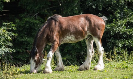 Clydesdale Horse in Pollock Country Park.