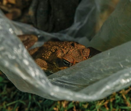 Women against cane toads use the refrigerator/freezer method to kill the quarry.