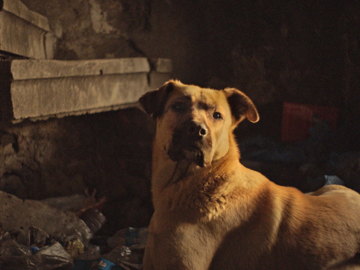 stray review exquisite dog s eye view