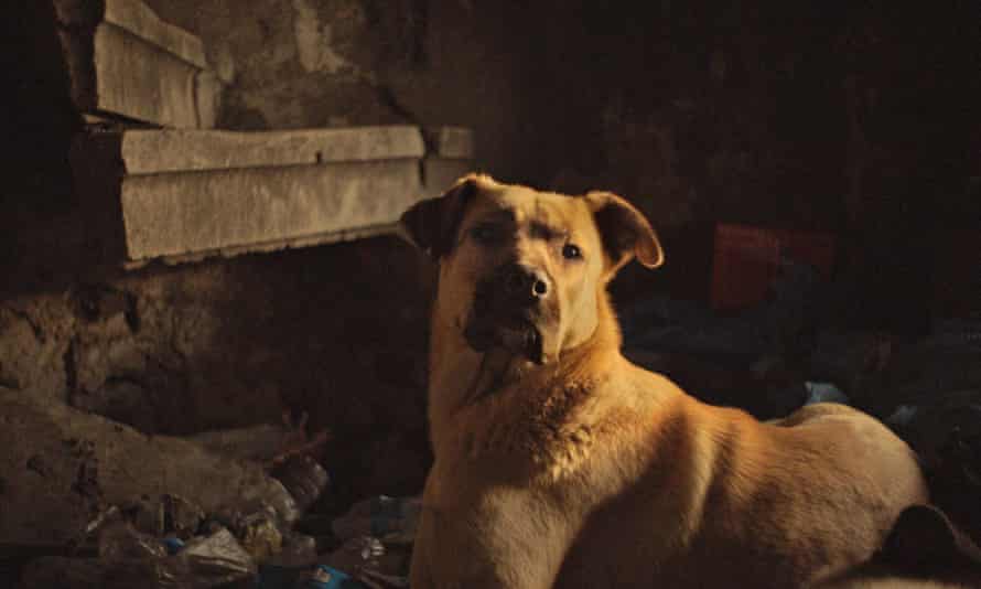 Stray Review Exquisite Dog S Eye View Of Istanbul Movies The Guardian Stray Review Exquisite Dog S Eye View Of Istanbul Movies The Guardian