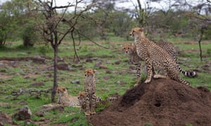 A cheetah and her cubs