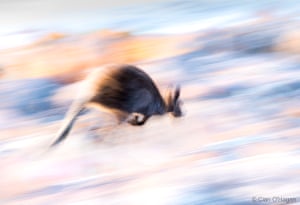 A kangaroo hops along the rocks at Friendly Beaches, Tasmania