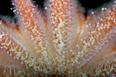 Close-up of orange sea star’s feet