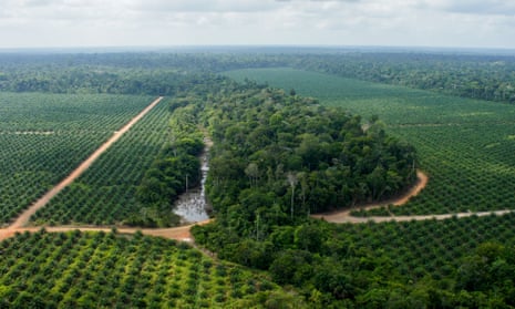 An oil palm plantation in Brazil
