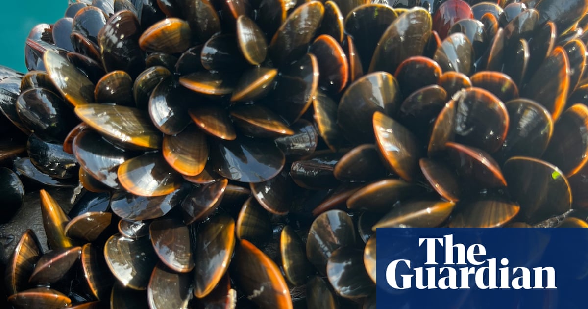 French customs reject British shellfish shipments after UK reset' deal with EU