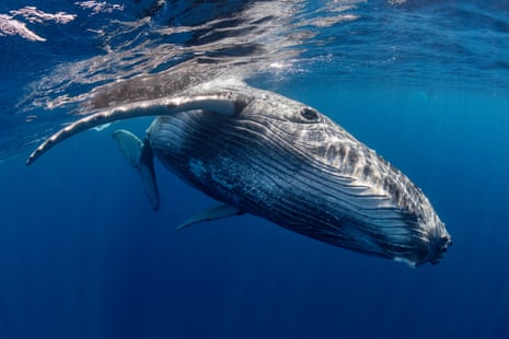 A whale seen swimming from 10 or 20 metres away with its eye clearly examining the photographer